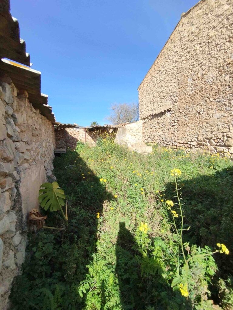 Un patio soleado y cubierto de maleza, bordeado por viejos muros y edificios de piedra, con plantas verdes silvestres y flores amarillas cubriendo el suelo bajo un cielo azul despejado.